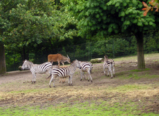 Zebras-1.jpg